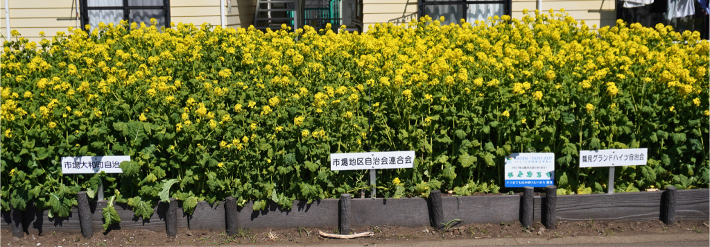 リバーサイドガーデン鶴見川菜の花