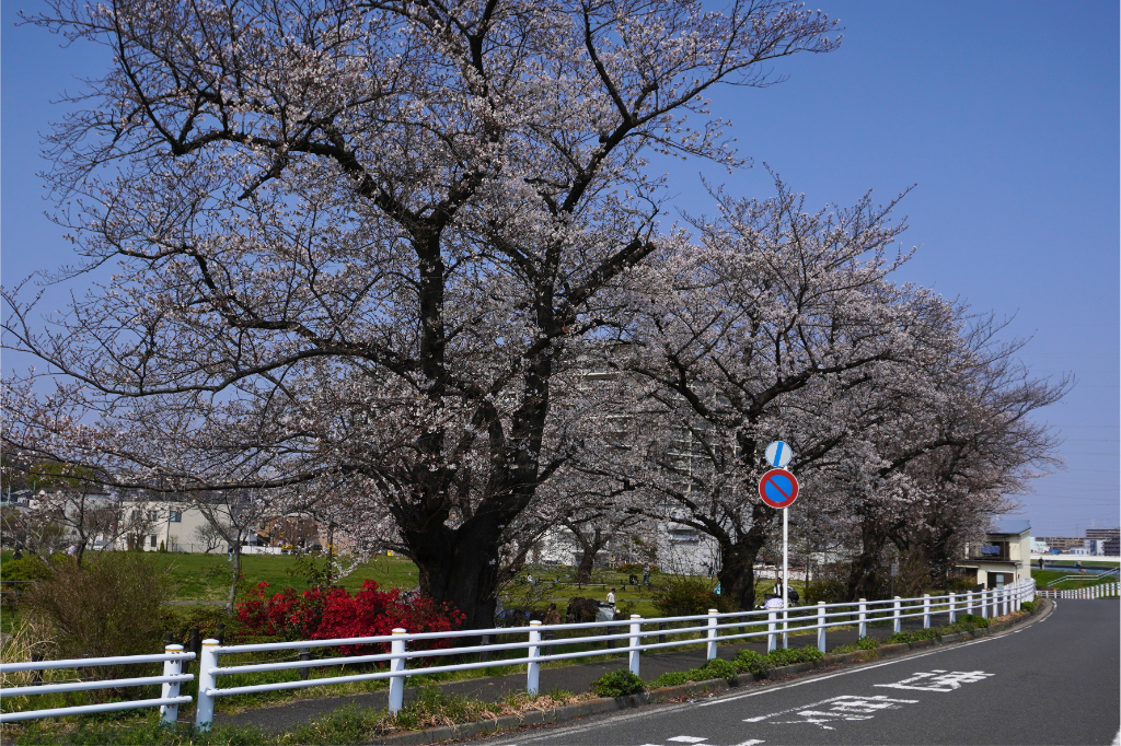 鶴見川桜