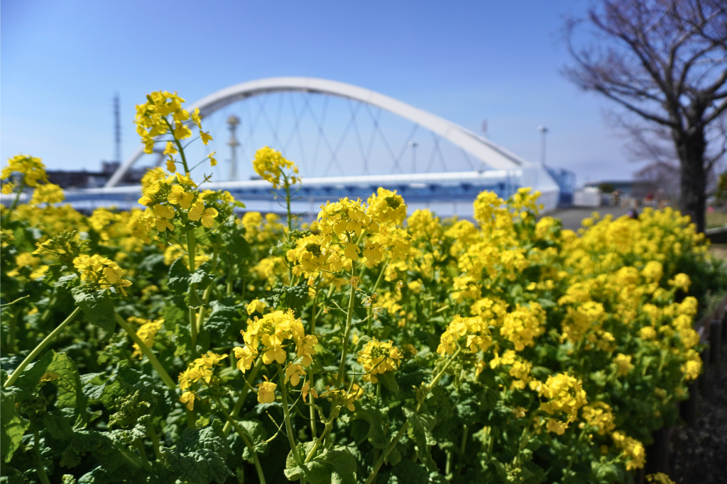 リバーサイドガーデン鶴見川菜の花