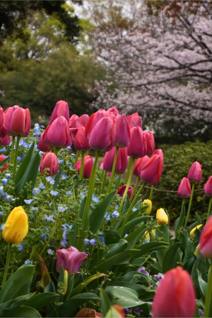 入船公園 桜 チューリップ