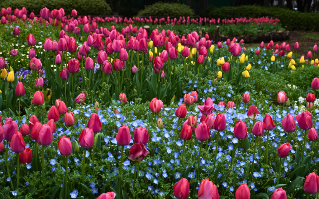 入船公園 桜 チューリップ