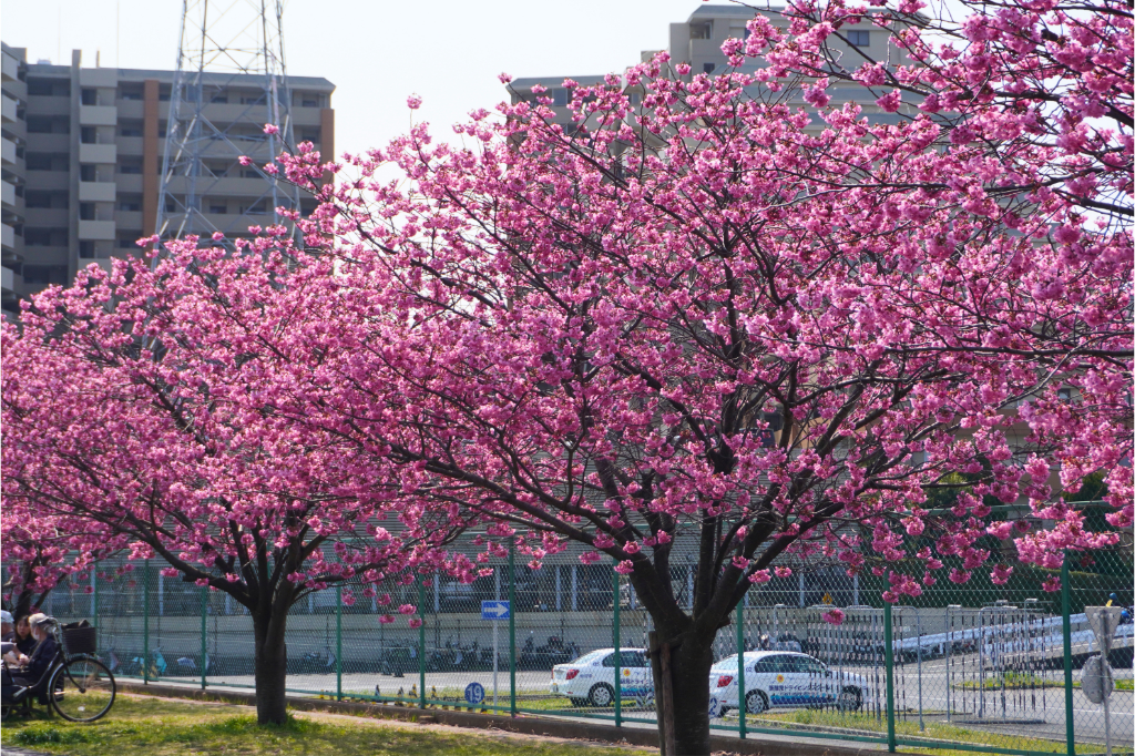 鶴見川桜ドライビングスクールわき