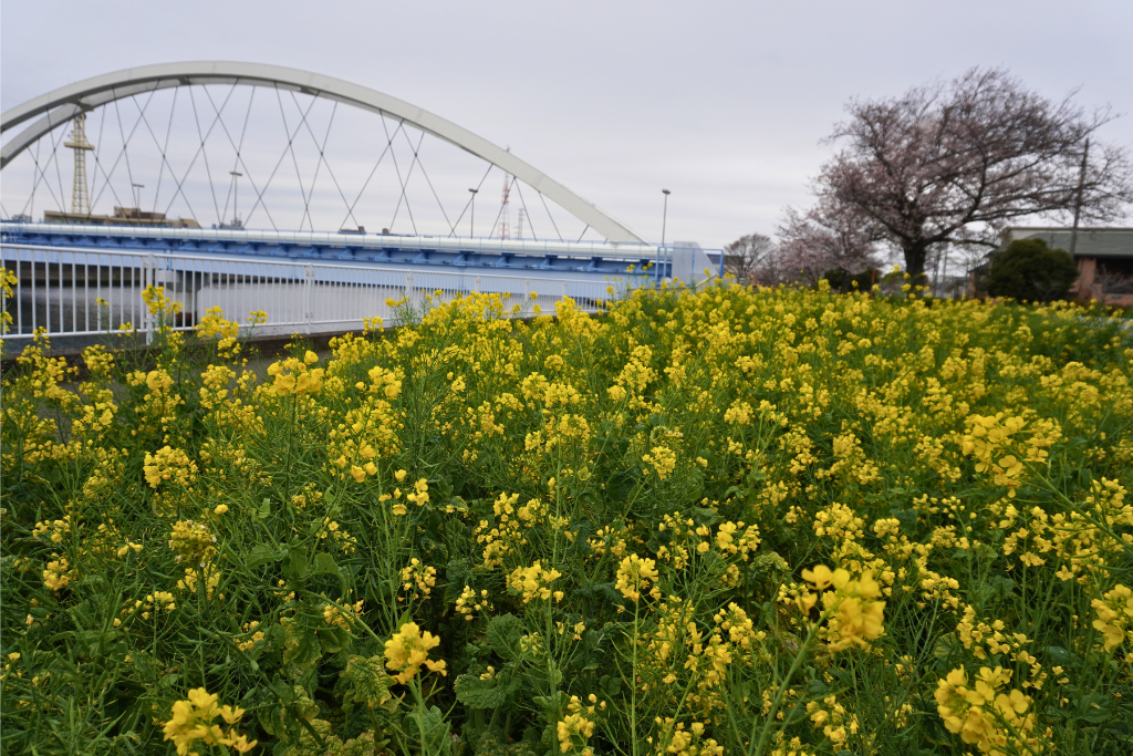 桜 鶴見川橋 リバーサードガーデン