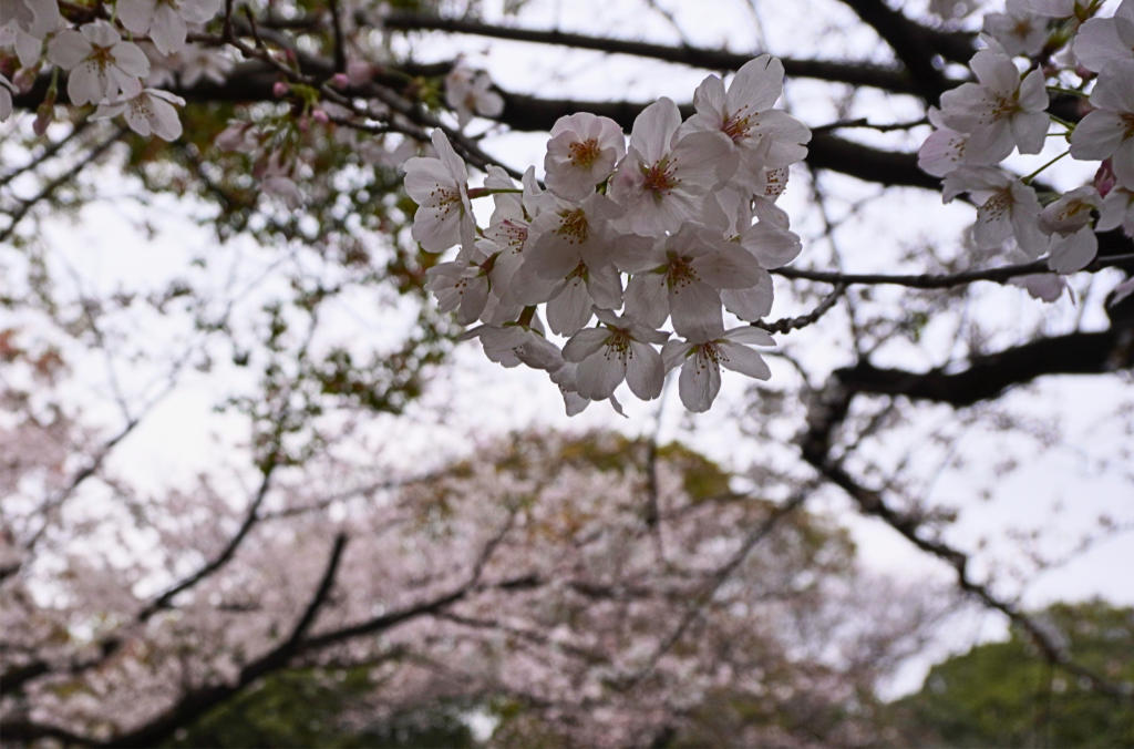 入船公園 桜 チューリップ