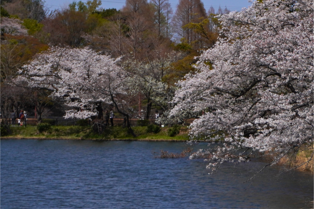 桜2026三ツ池公園