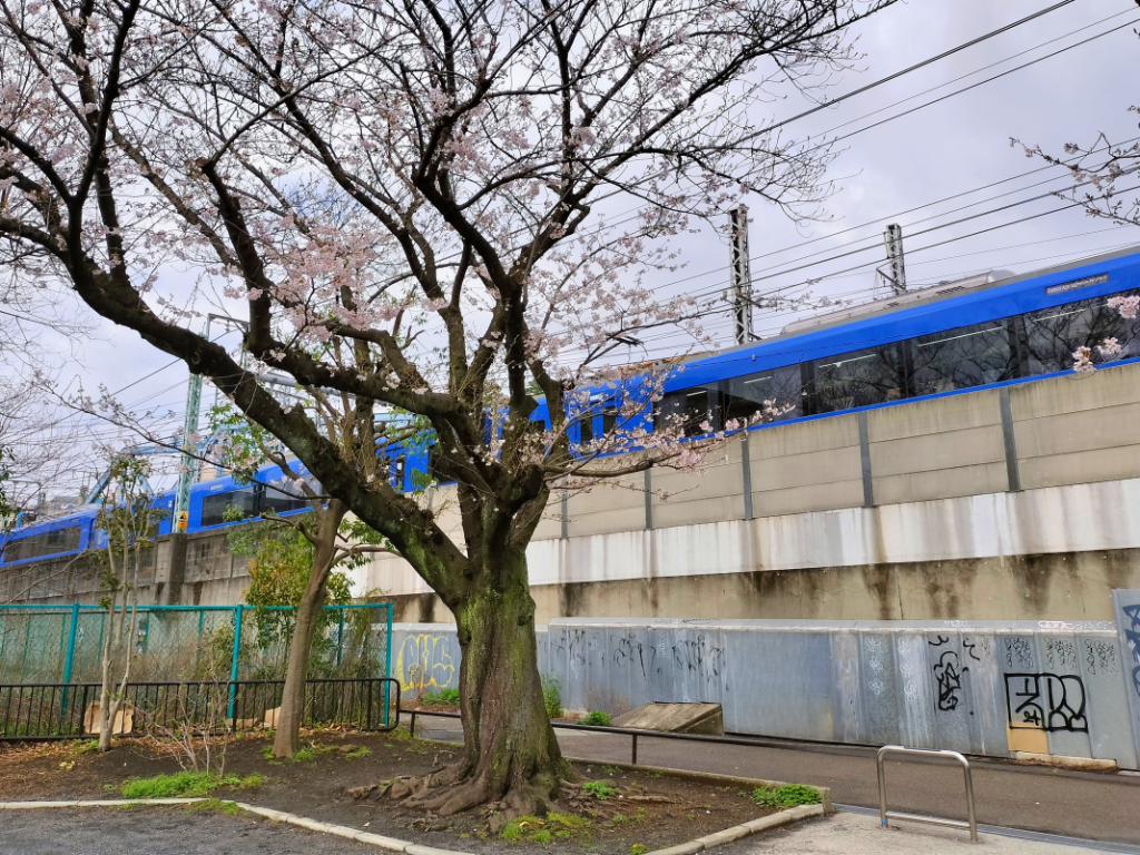 本山前桜公園 