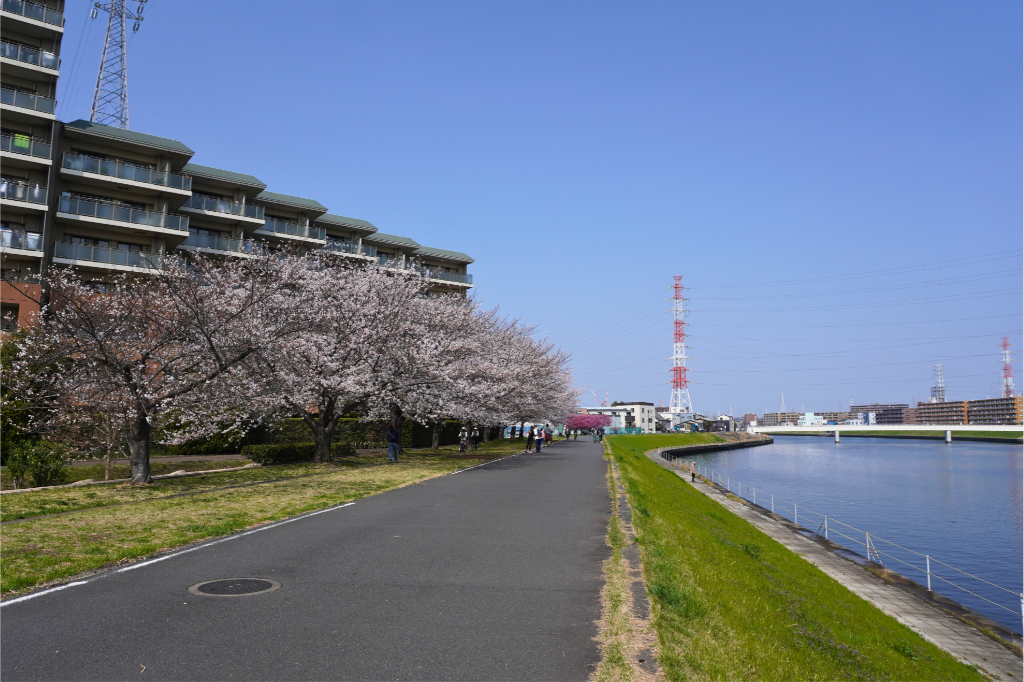 鶴見川桜