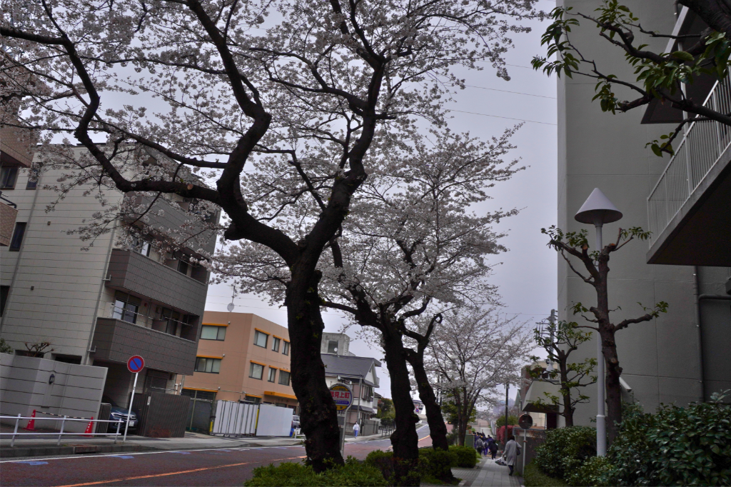 桜 鶴見上町バス停