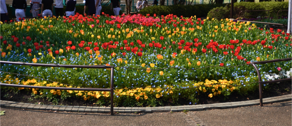 入船公園　チューリップ