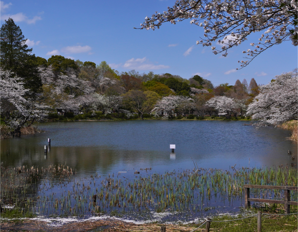 桜2026三ツ池公園