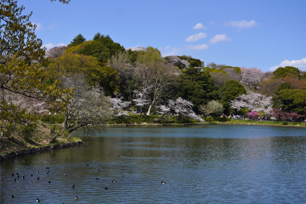 桜2026三ツ池公園