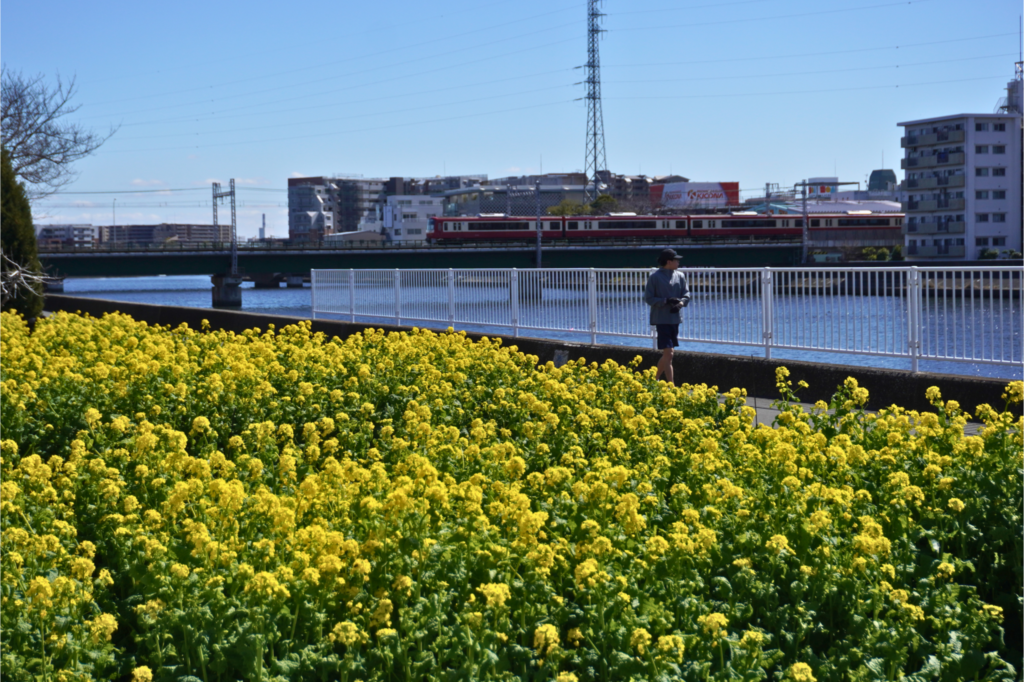 リバーサイドガーデン鶴見川菜の花