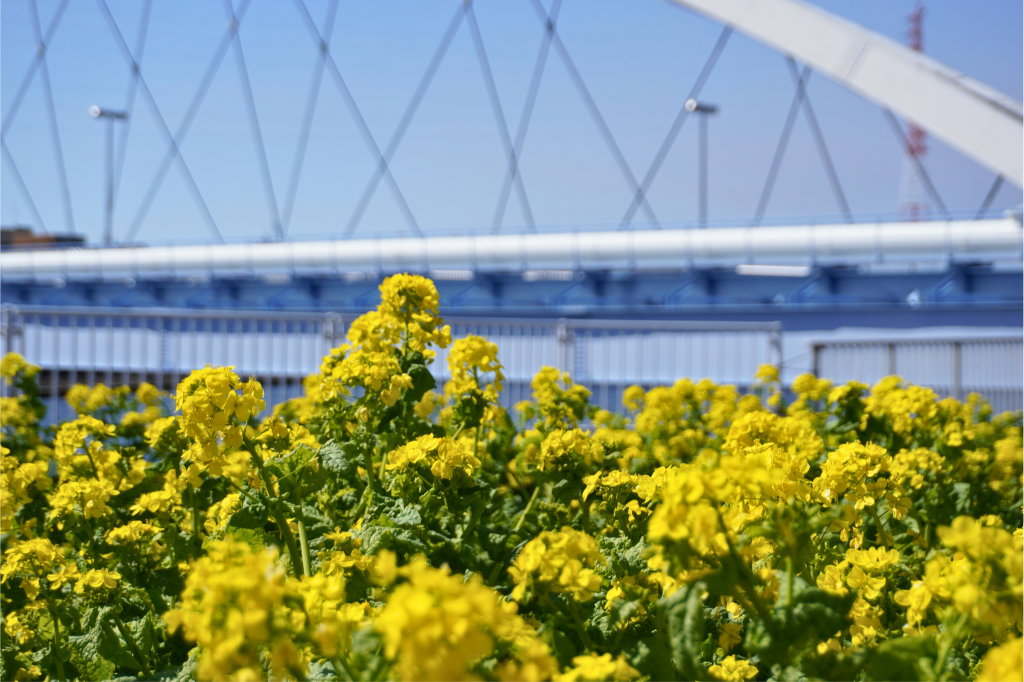 リバーサイドガーデン鶴見川菜の花