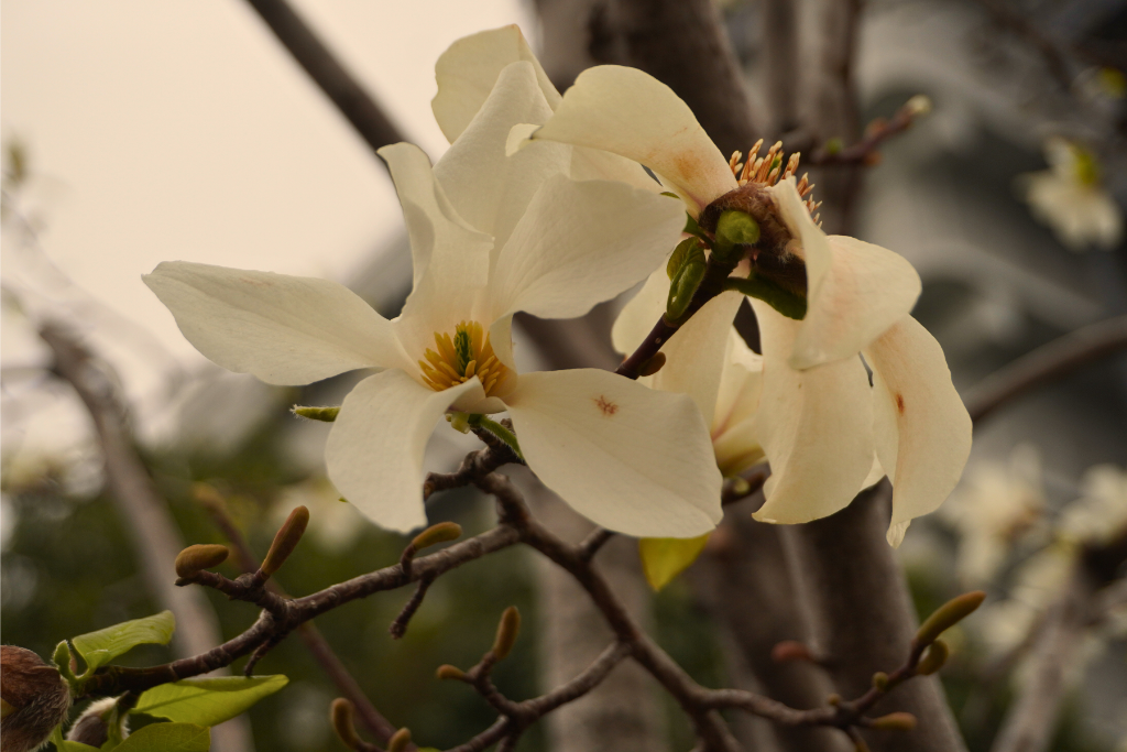 龍泉寺グランドピアノ
