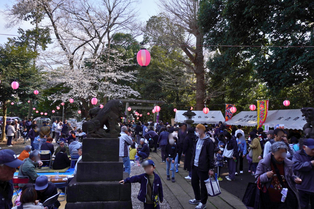 白幡神社　桜祭