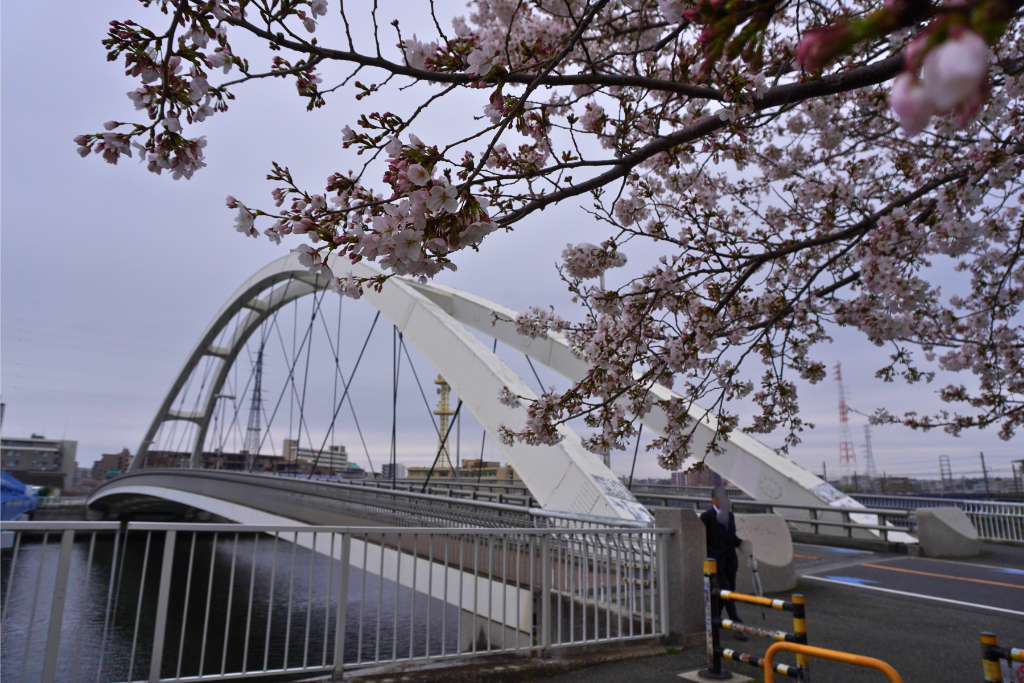 桜 鶴見川橋 リバーサードガーデン