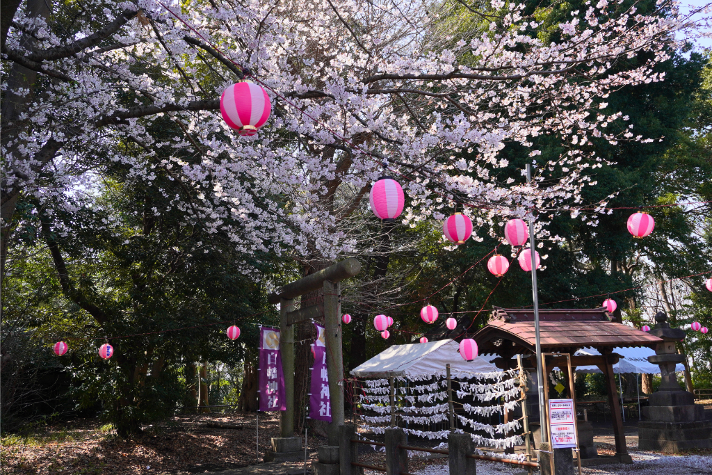 白幡神社　桜祭