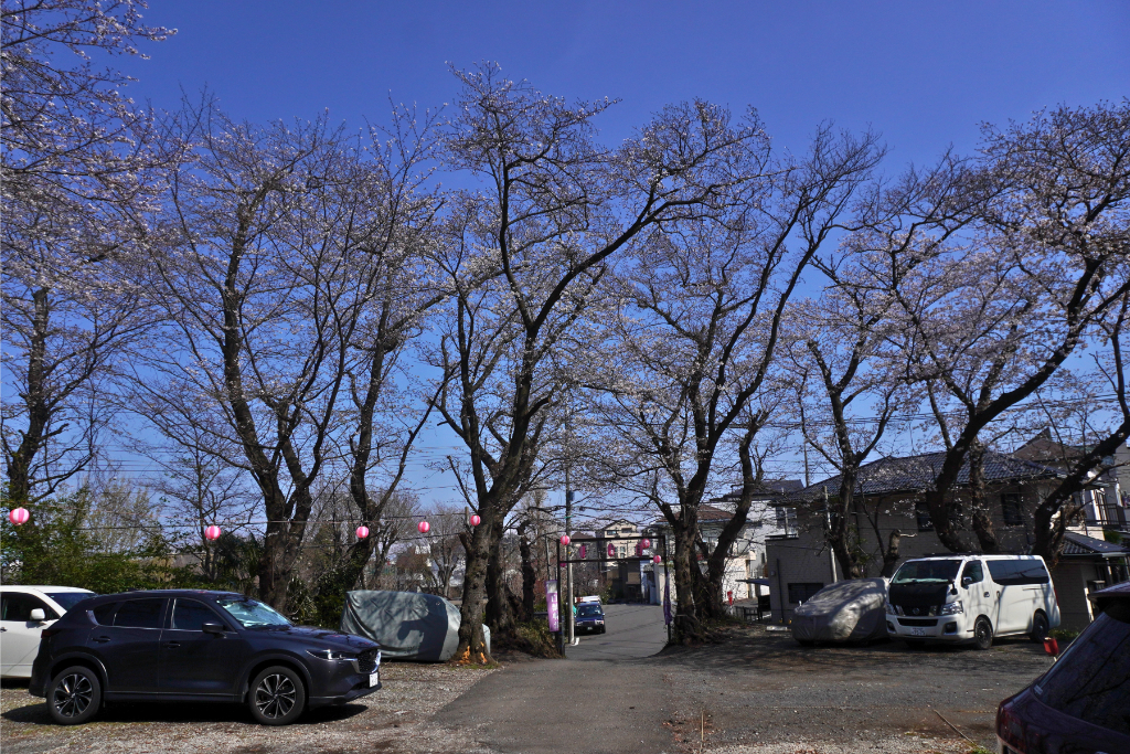 白幡神社　桜祭