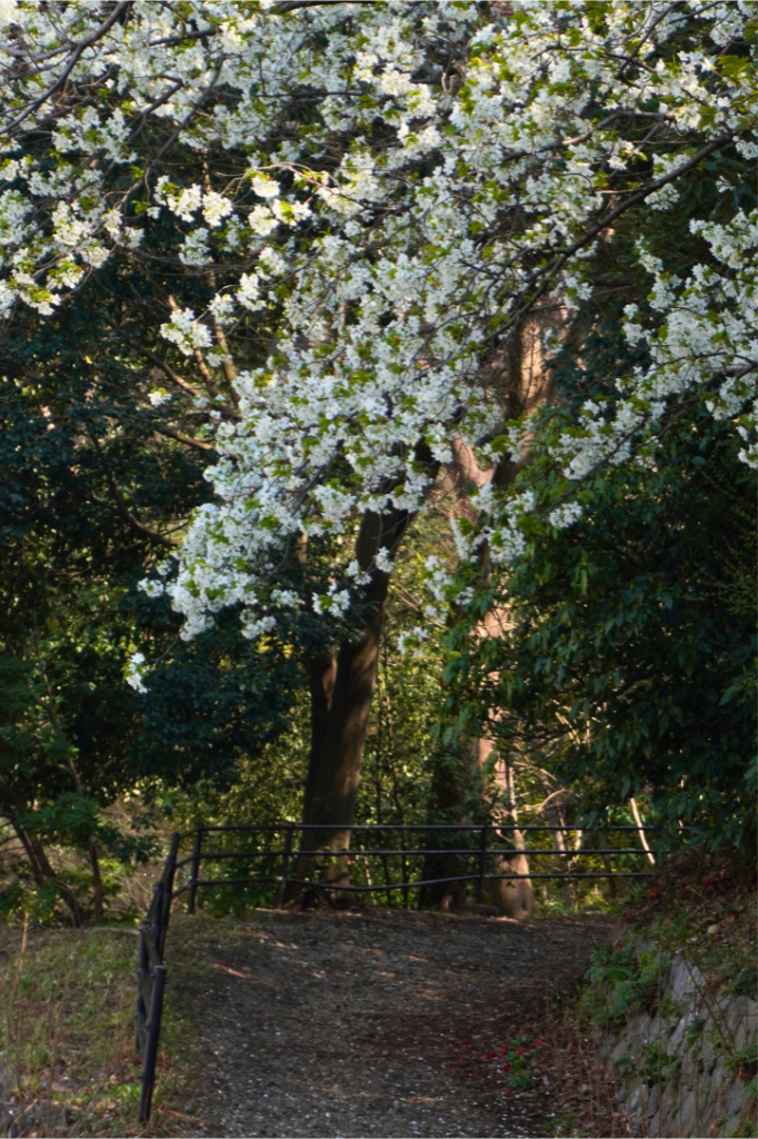 白幡神社　白幡公園　桜祭　桜