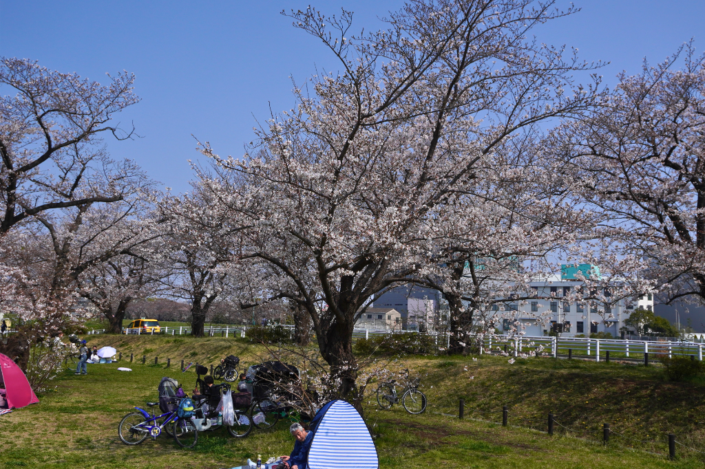 鶴見川桜　下末吉公園