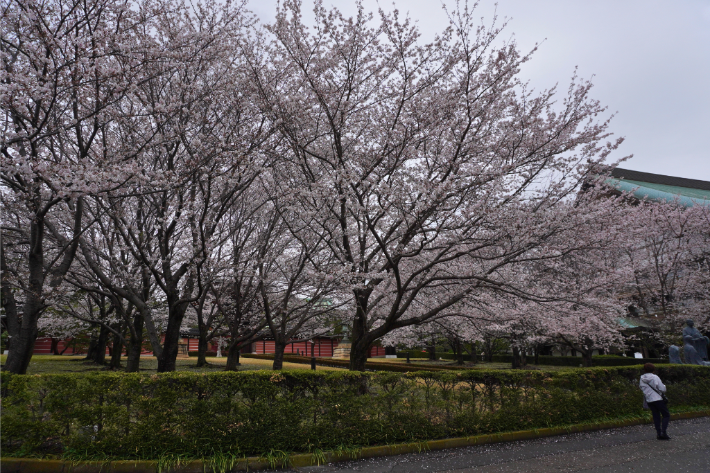 總持寺 桜
