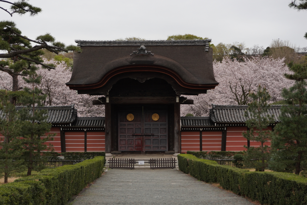 總持寺の桜