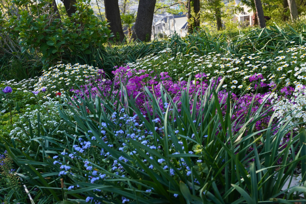 カーボン山八重桜