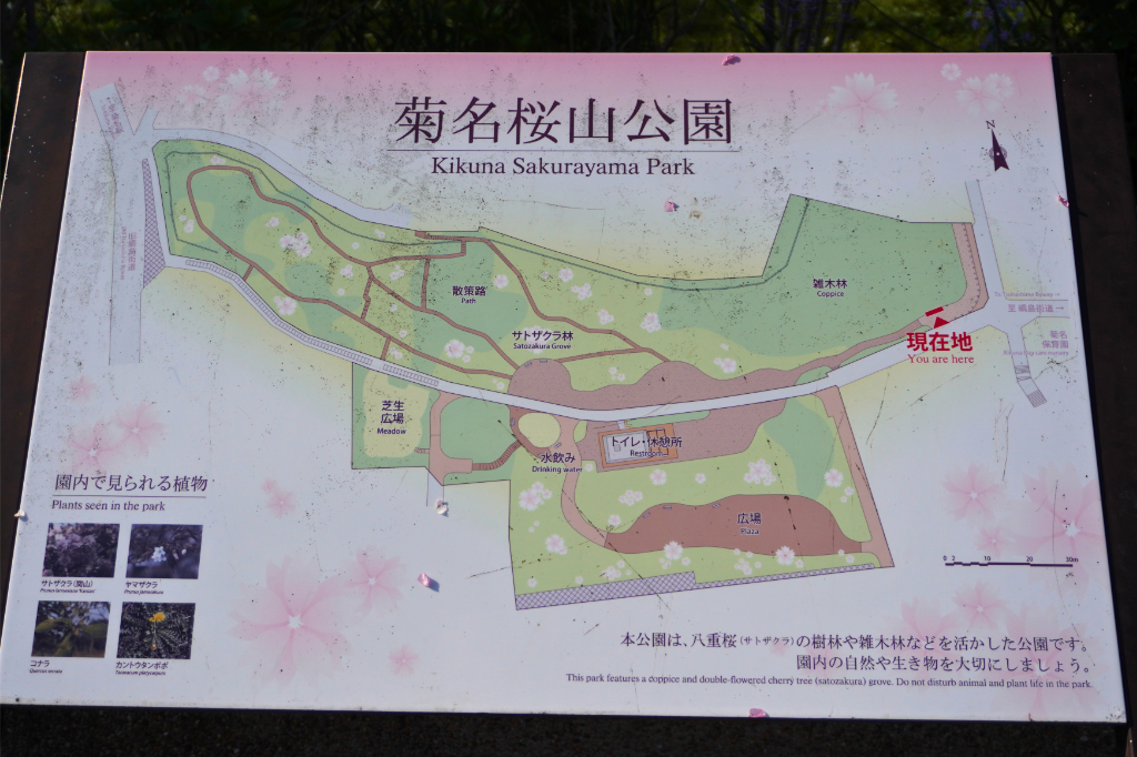 カーボン山八重桜