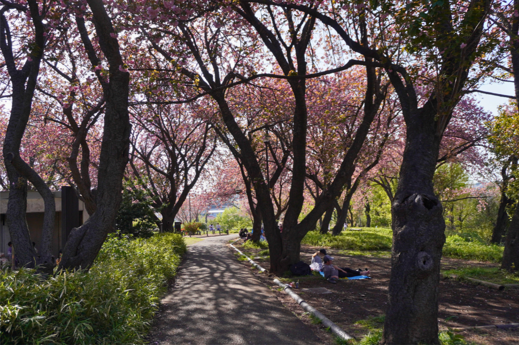 カーボン山八重桜