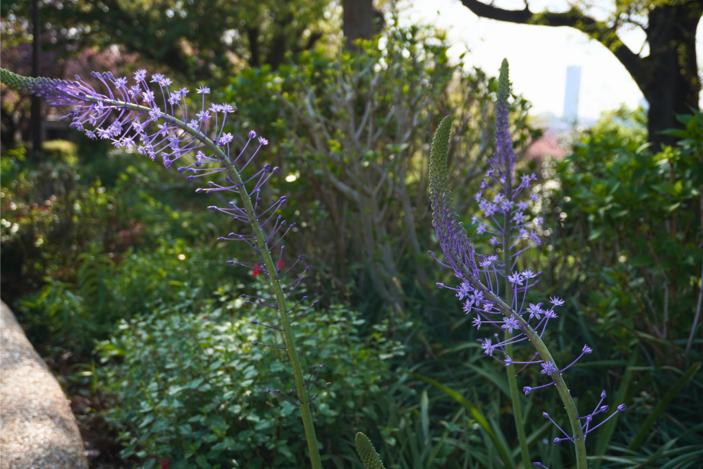 カーボン山八重桜
