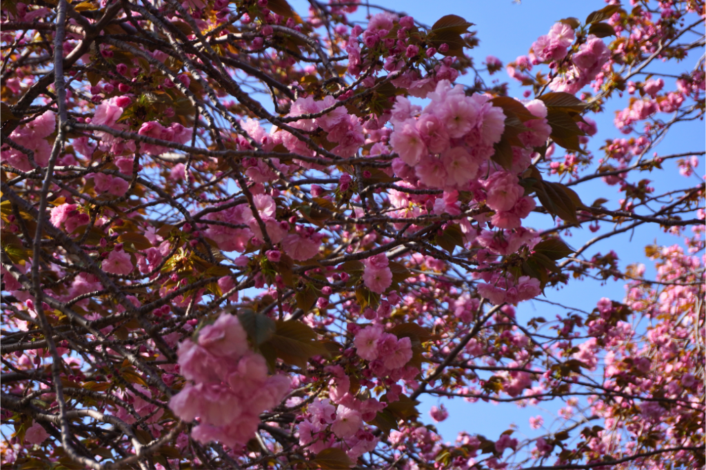 カーボン山八重桜