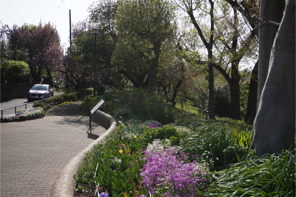 カーボン山 菊名桜公園