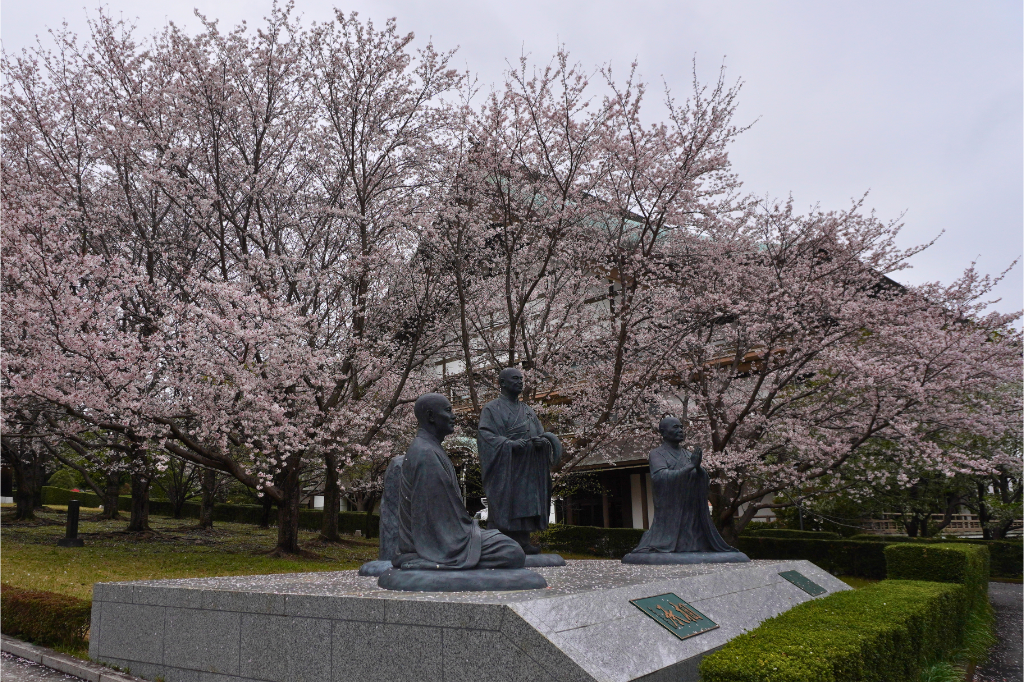 總持寺の桜