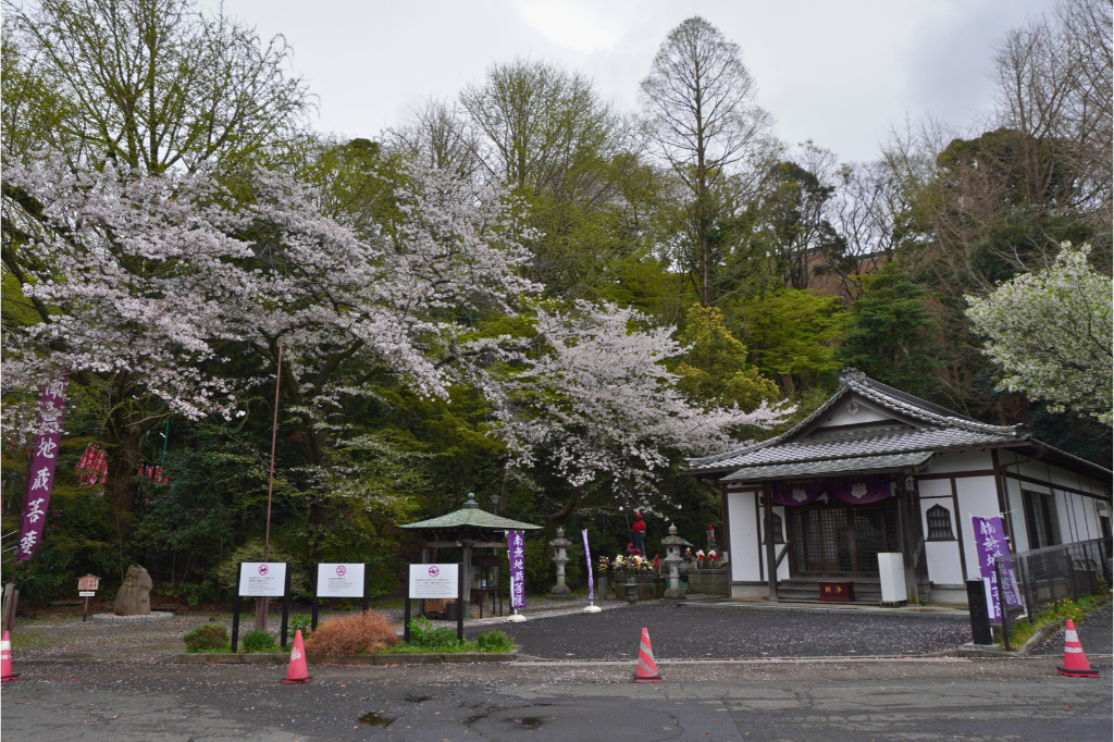 總持寺 桜