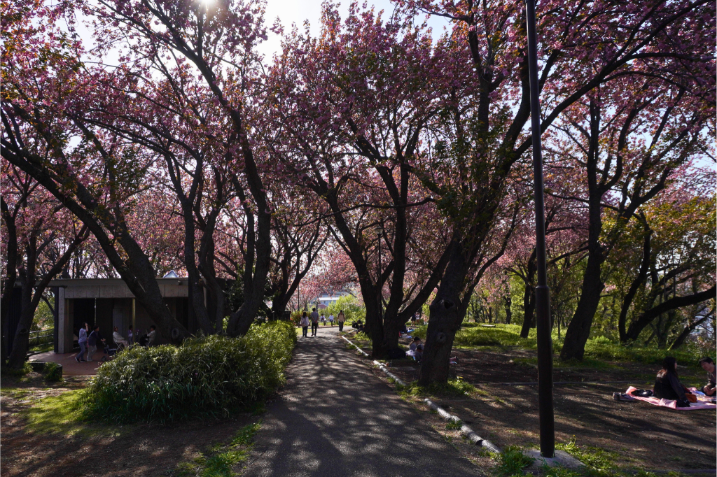 カーボン山八重桜