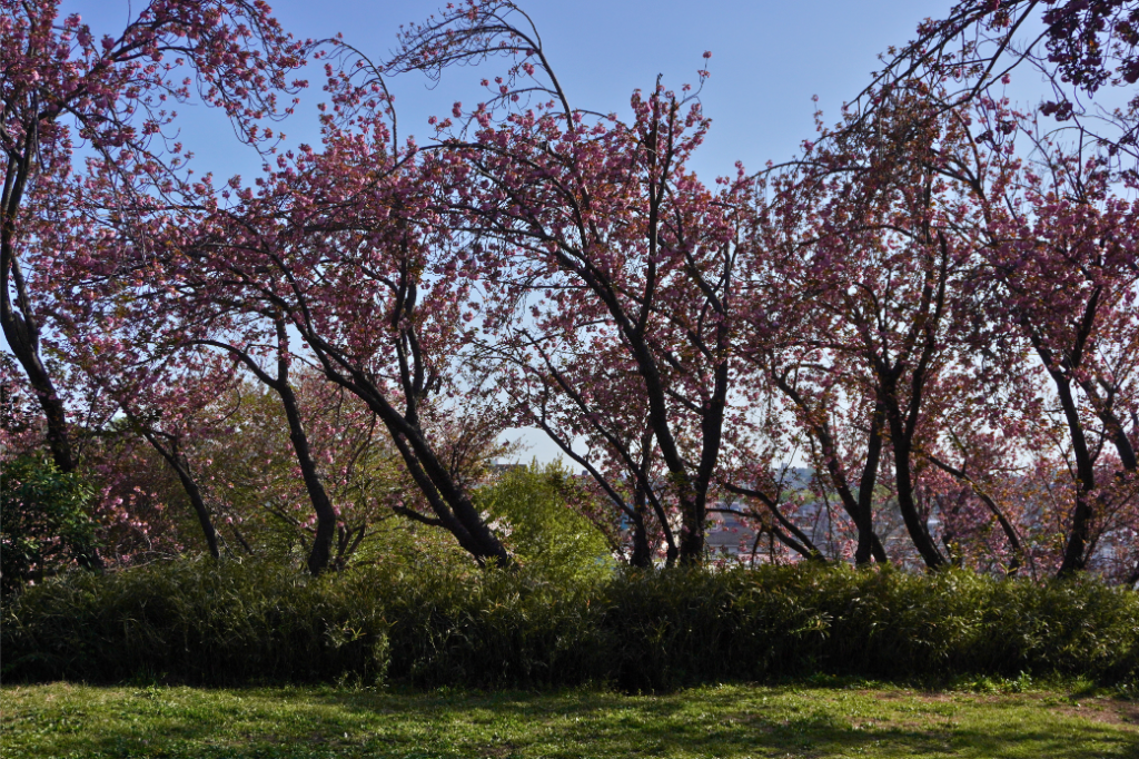 カーボン山八重桜
