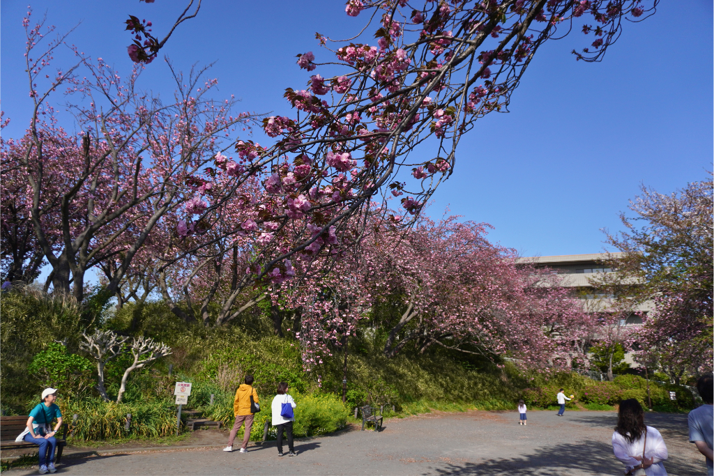 カーボン山八重桜