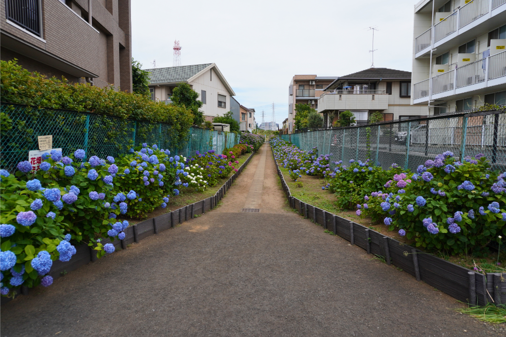 駒岡あじさいロード
