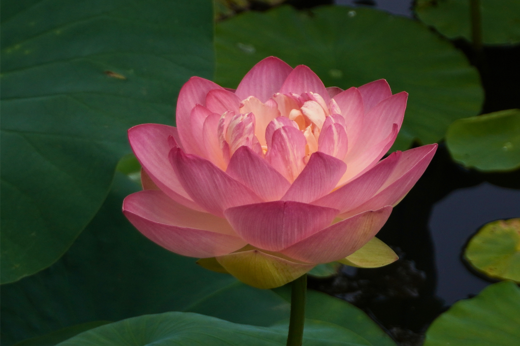 馬場花木園蓮2026