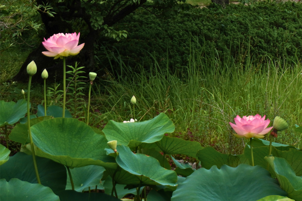 馬場花木園蓮2026