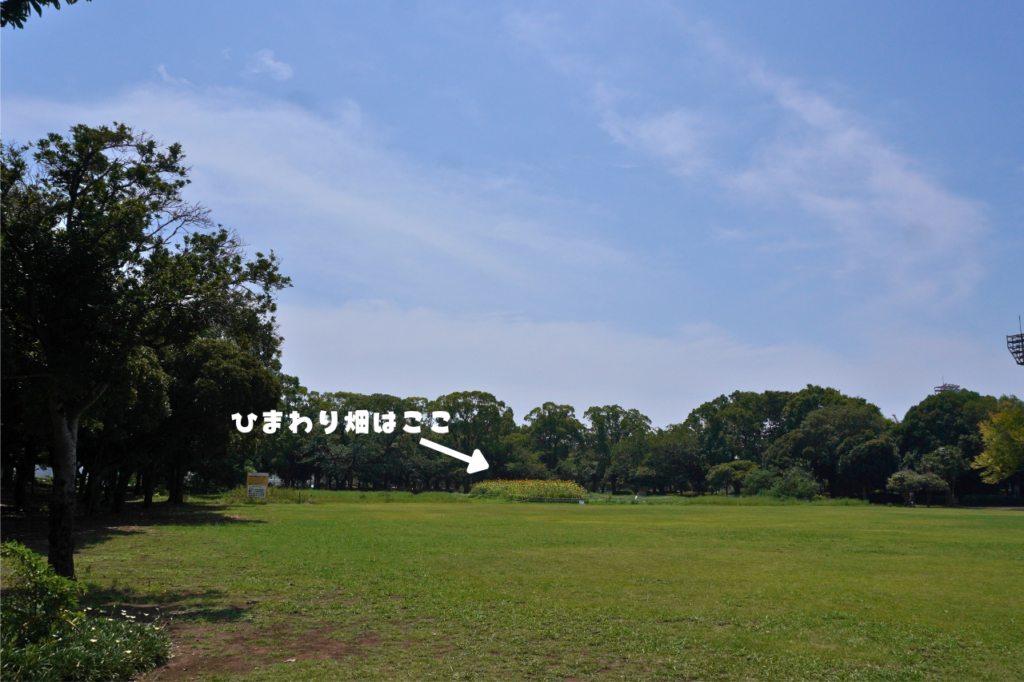 入船公園 ひまわり 夏