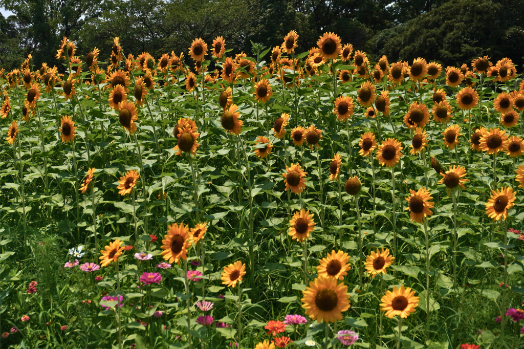 入船公園 ひまわり