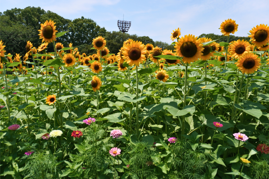 入船公園 ひまわり 夏