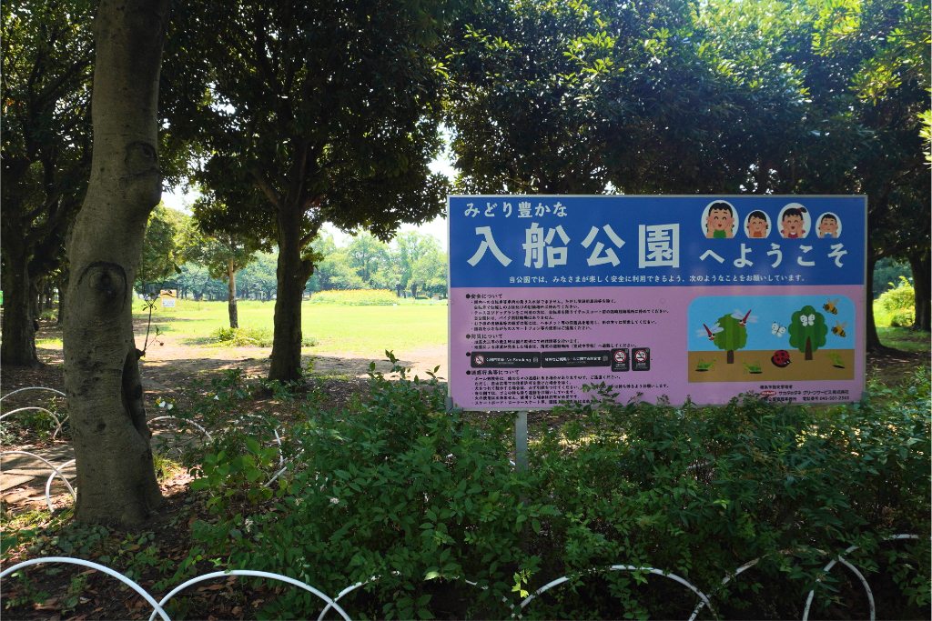 入船公園 夏