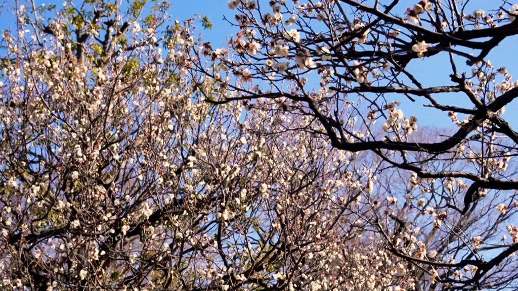 梅の木梅の花