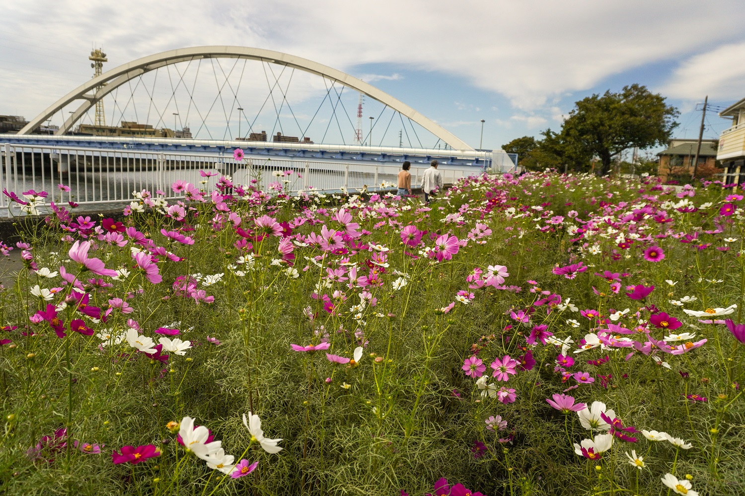 鶴見川沿いのコスモスが秋風にゆれています リバーサイドガーデンの