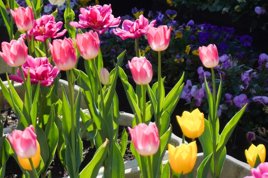 入船公園アイスチューリップ
