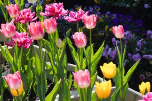入船公園アイスチューリップ