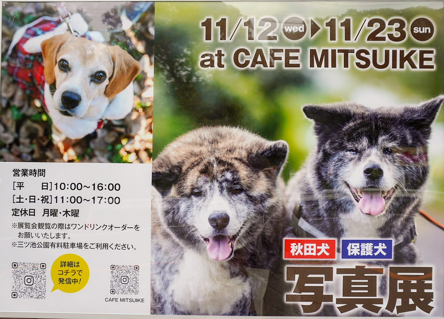 犬好き必見！鶴見・三ツ池公園前CAFE MITSUIKEで「秋田犬・保護犬写真