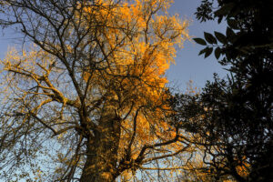 常倫寺　大銀杏